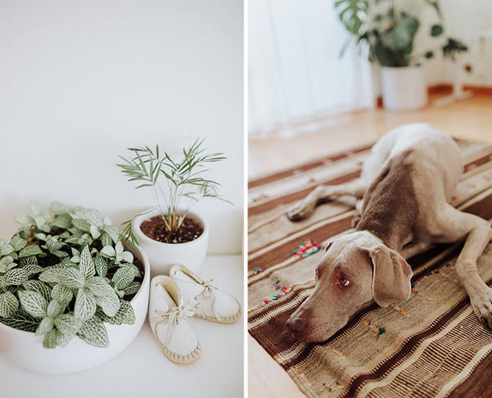 Eco-Friendly Nursery plant and dog