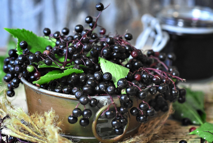 medicinal elderberries