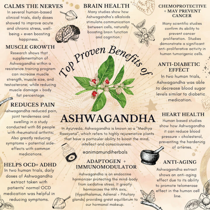 Image result for 10 Ashwagandha Benefits for Wellness infographics